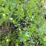 Vaccinium macrocarpon_Leaves