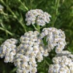 Achillea millefolium inat