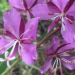 Chamaenerion angustifolium inat