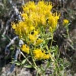 Chrysothamnus viscidiflorus_Flowers