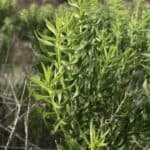 Chrysothamnus viscidiflorus_Leaves