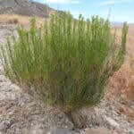 Chrysothamnus viscidiflorus_ZoomedOut