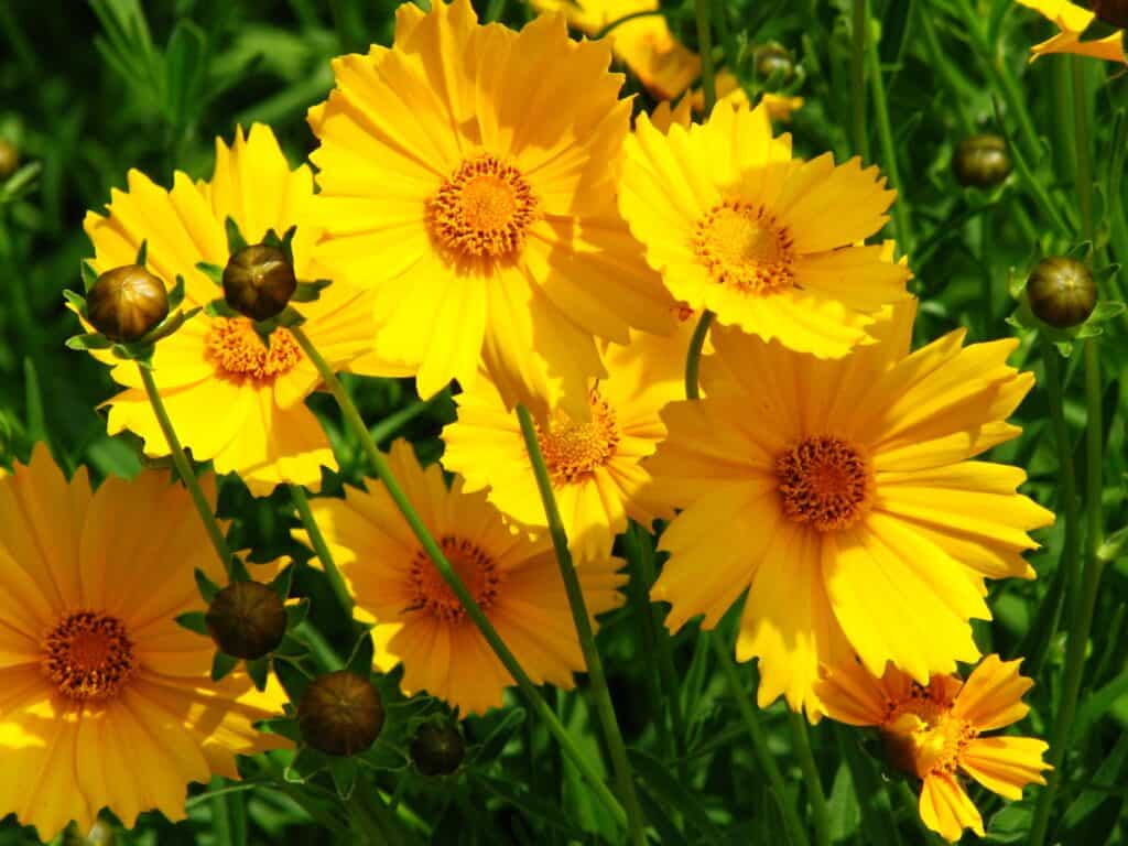 Coreopsis grandiflora Wikimedia Commons