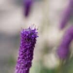 Dalea purpurea