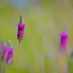 Dalea purpurea 2