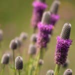 Dalea purpurea 3