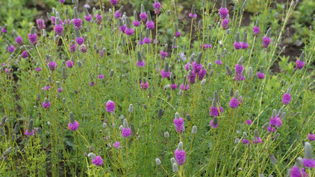 Dalea_purpurea (3)