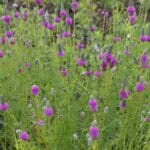 Dalea_purpurea (3)