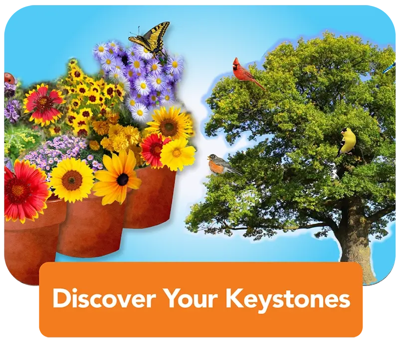 Keystone plants and trees button