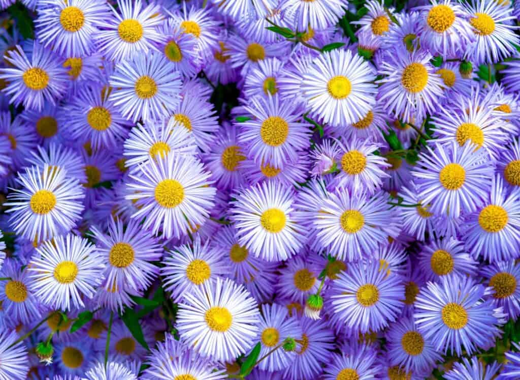 Erigeron speciosus