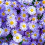 Erigeron speciosus