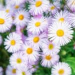 Erigeron speciosus 2