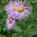 Erigeron speciosus inat