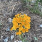 Erysimum capitatum inat
