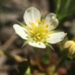 Fragaria virginiana inat