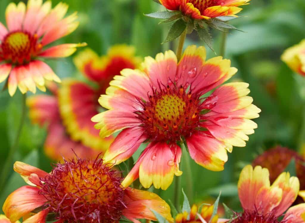 Gaillardia pulchella