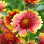 Gaillardia pulchella