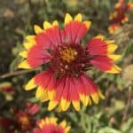 Gaillardia pulchella inat