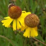 Helenium bigelovii inat