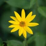 Helianthus divaricatus