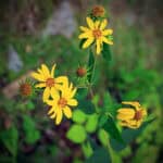 Helianthus divaricatus flickr