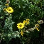 Helianthus mollis inat