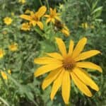 Helianthus strumosus inat