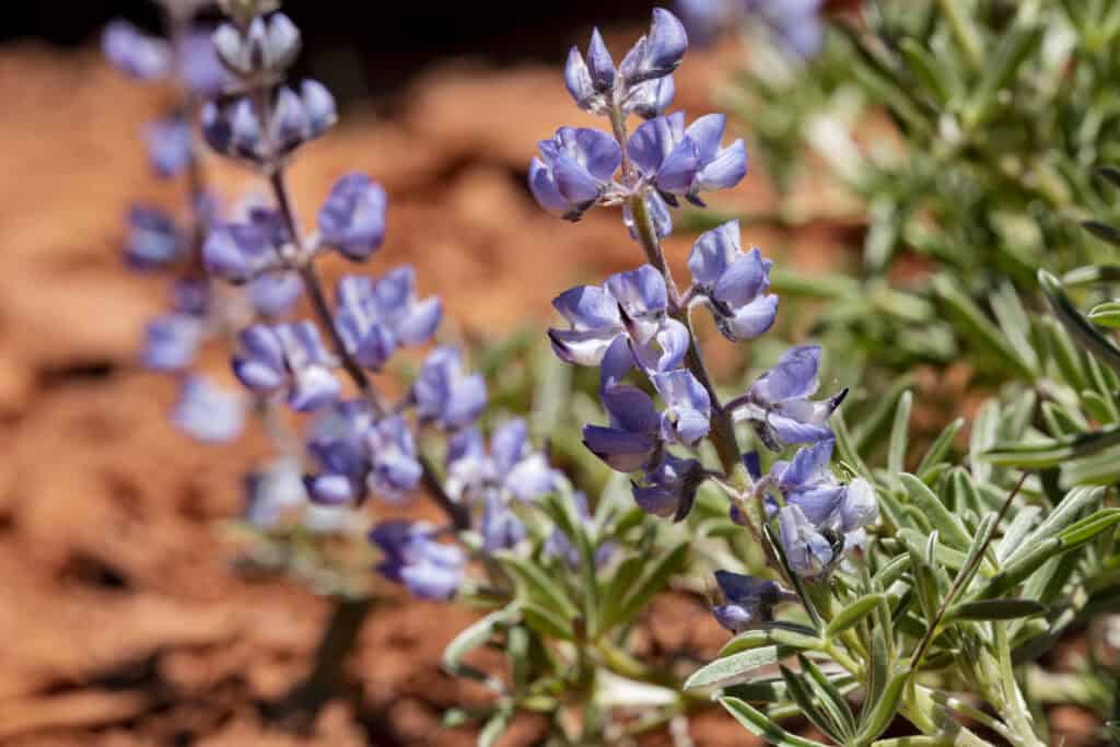 <i>Lupinus argenteus</i> var. <i>depressus</i>, Red Canyon in the southeastern foothills of the Windriver Mountains, 42.6732 -108.6541, Fremont County, Wyoming, 9 Jun 2022.