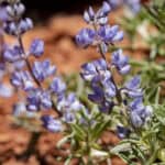<i>Lupinus argenteus</i> var. <i>depressus</i>, Red Canyon in the southeastern foothills of the Windriver Mountains, 42.6732 -108.6541, Fremont County, Wyoming, 9 Jun 2022.