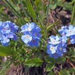 Myosotis asiatica inat