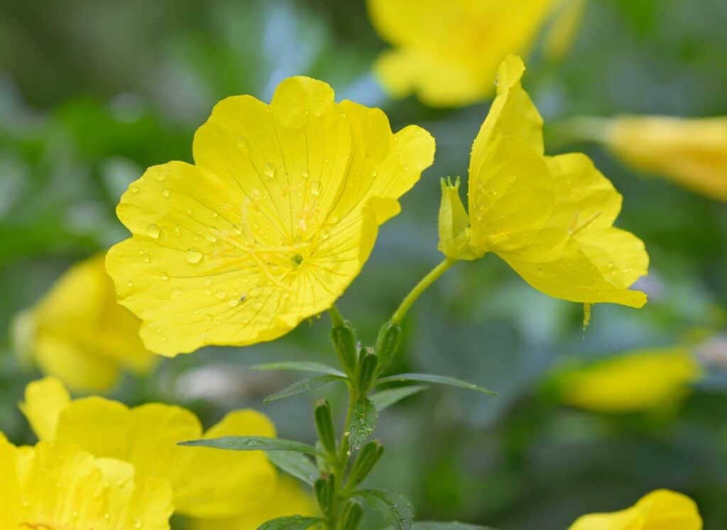 Oenothera biennis