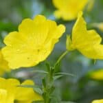 Oenothera biennis