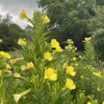 Oenothera biennis inat