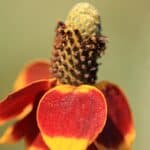 Ratibida columnifera