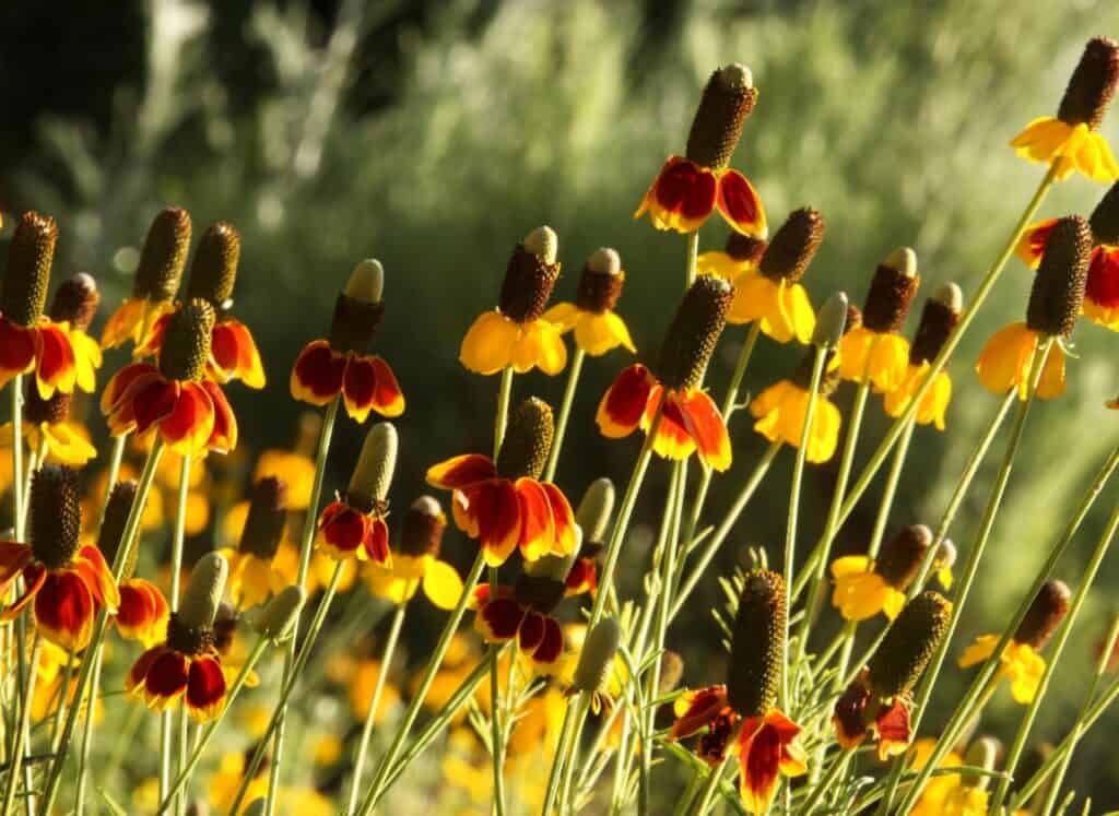 Ratibida columnifera 2