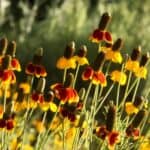 Ratibida columnifera 2
