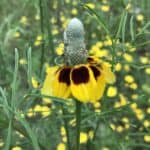 Ratibida columnifera inat