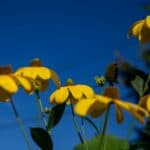 Rudbeckia laciniata 2