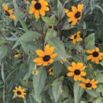 Rudbeckia triloba inat