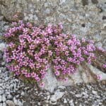 Saxifraga oppositifolia inat