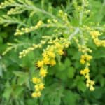 Solidago rugosa inat