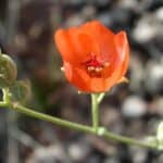 Sphaeralcea ambigua