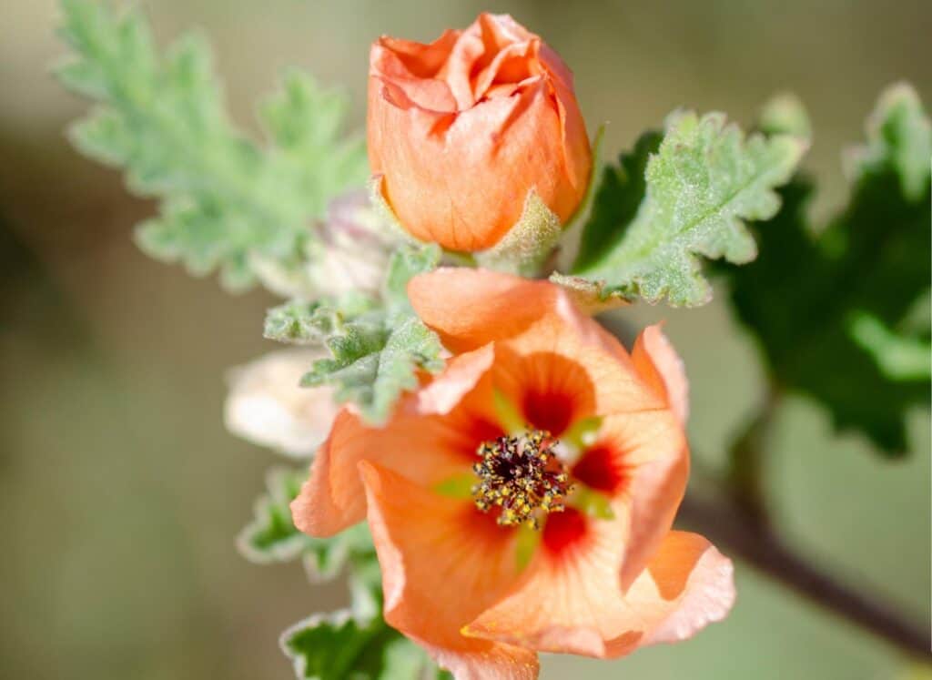 Sphaeralcea ambigua 2