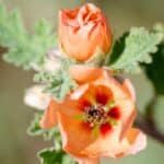 Sphaeralcea ambigua 2