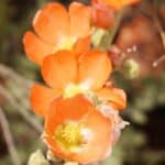 Sphaeralcea ambigua 3