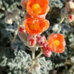 Sphaeralcea ambigua inat