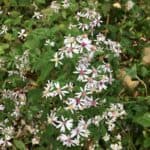Symphyotrichum cordifolium inat