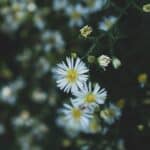 Symphyotrichum ericoides 2