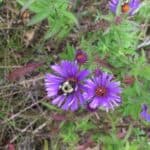 Symphyotrichum novae-angliae inat