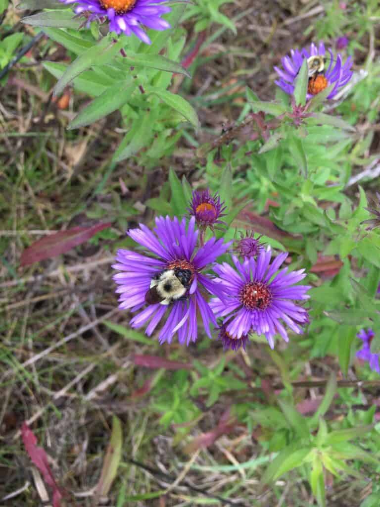 Symphyotrichum novae-angliae inat